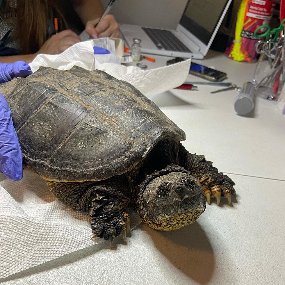Snapping Back: Injured NoCo Snapping Turtle on the Road to Recovery