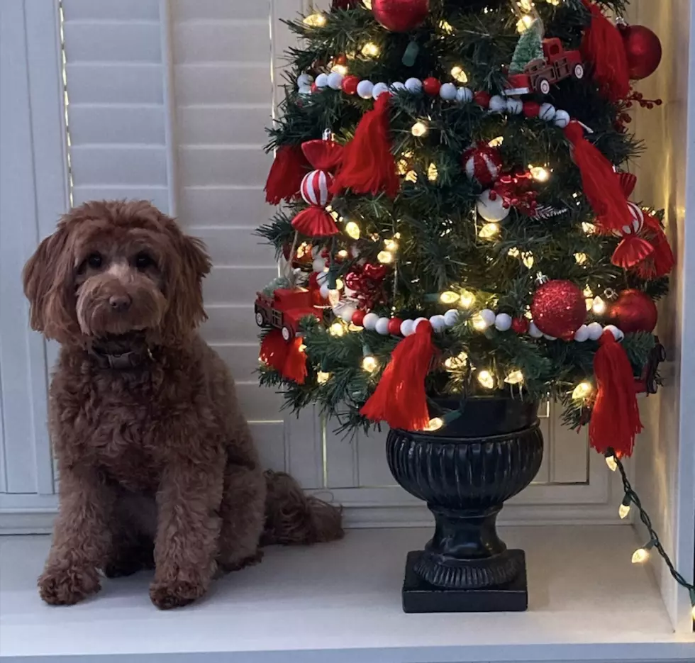 Piper's Owner