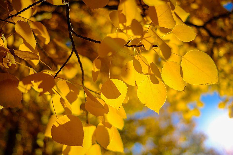 A Trip to the Curved Aspen Trees in Ophir Colorado is Well Worth the Drive