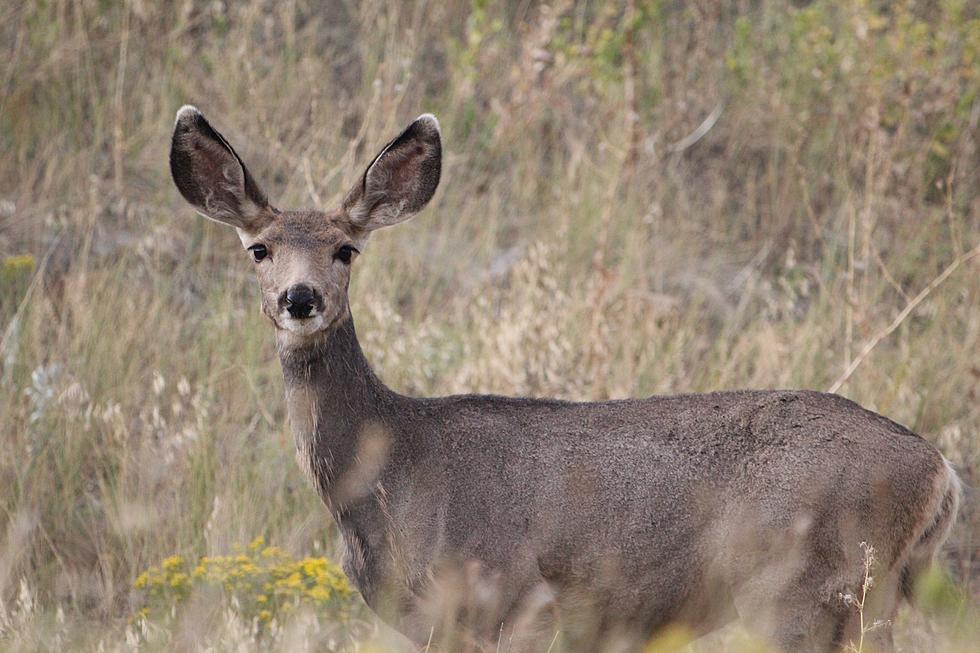 Watch Colorado Firefighters Use the Jaws of Life to Save a Deer