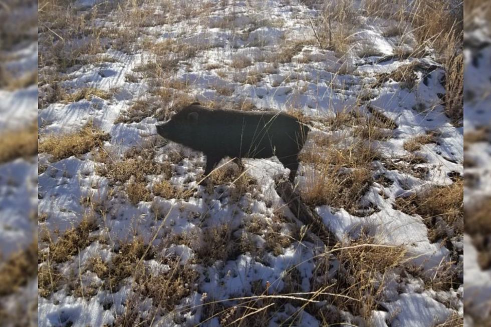 Park-Goers Spot Runaway Swine in This Colorado Park