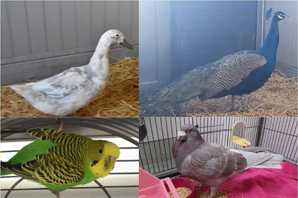 A Peacock and Five Other Birds Currently Available for Adoption at LHS