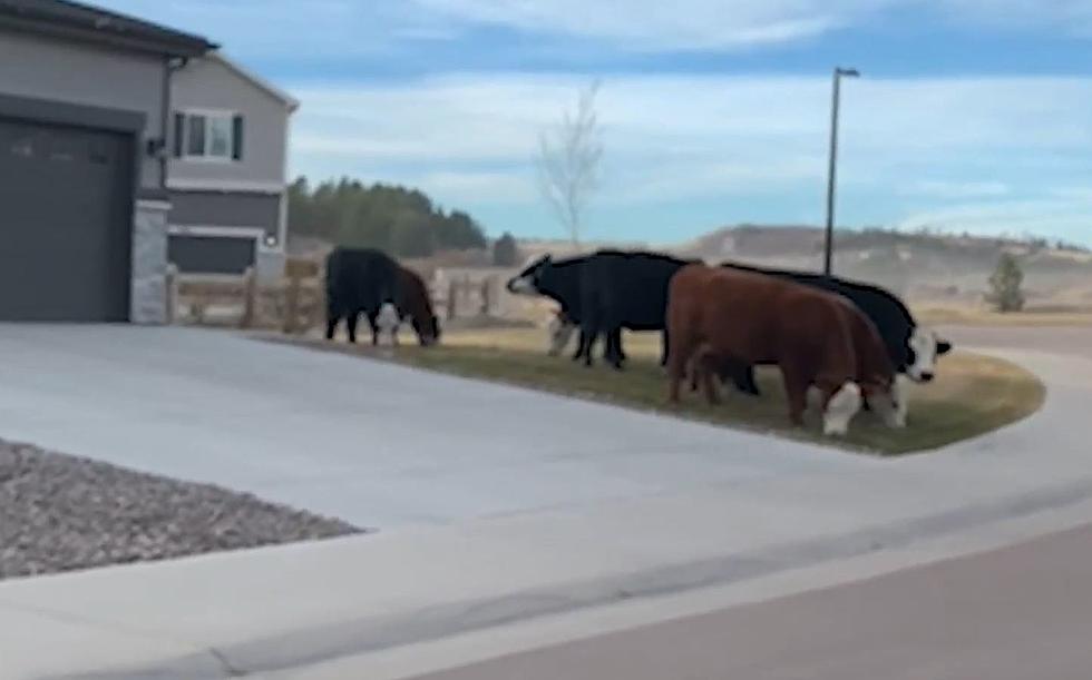 Colorado Resident Shocked to Find Herd of Cows in Their Yard