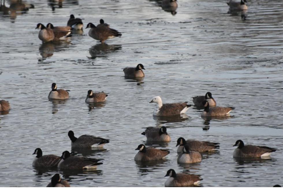 Uncommon Morph of Snow Goose Spotted in Colorado