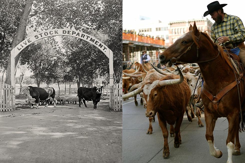 Then and Now: How the National Western Stock Show Has Evolved Over the Years