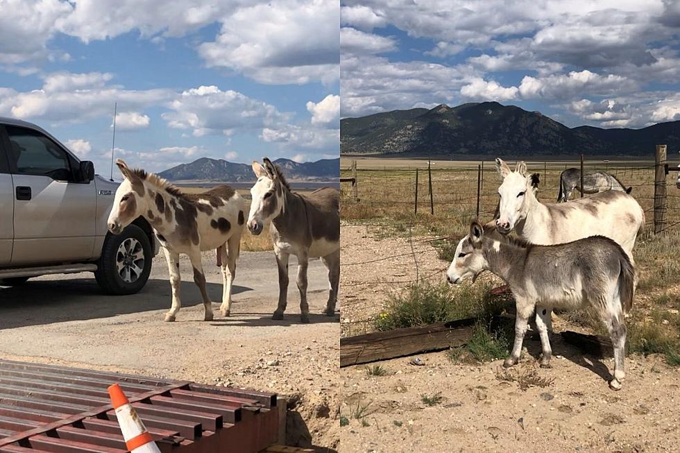 What&#8217;s Up With the Roaming Donkeys at Eleven Mile State Park?