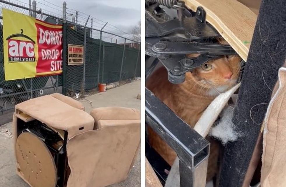 Colorado Cat Hides in Recliner, Donates Itself to Thrift Store