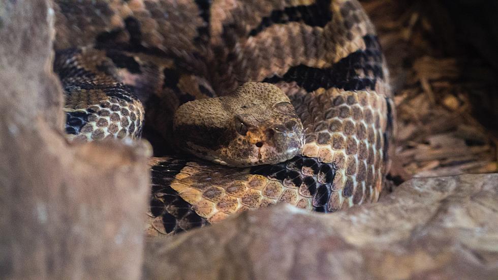 What Do Snakes Do During the Winter in Colorado?