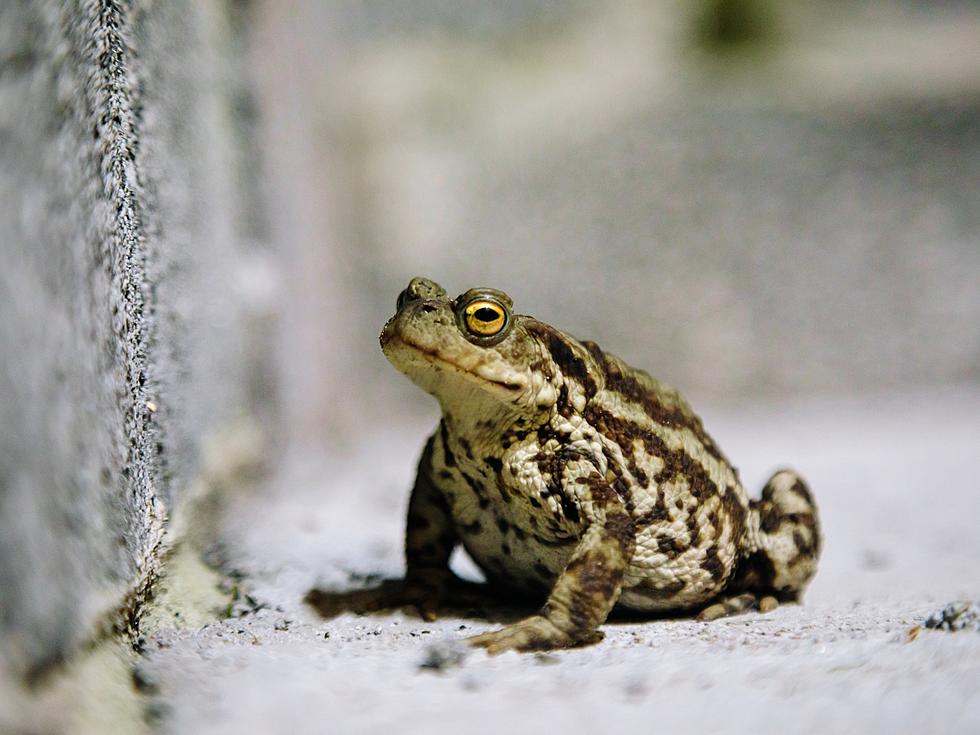 20K Boreal Toads Will Be Released in Colorado this Summer