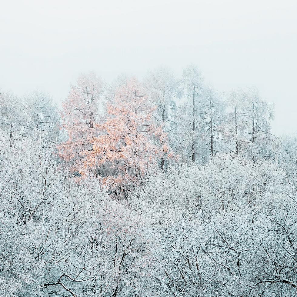 Frost Forms Fairytale-Like Sights During Colorado Winters