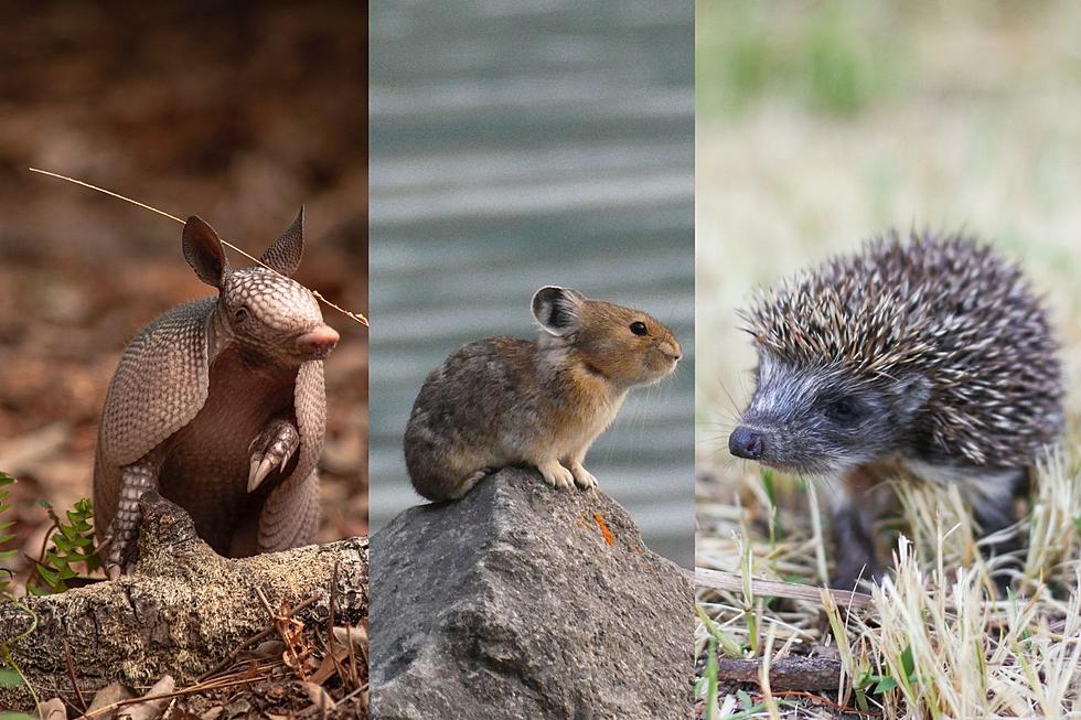 These are Some of the Most Uncommon Animals to See in Colorado