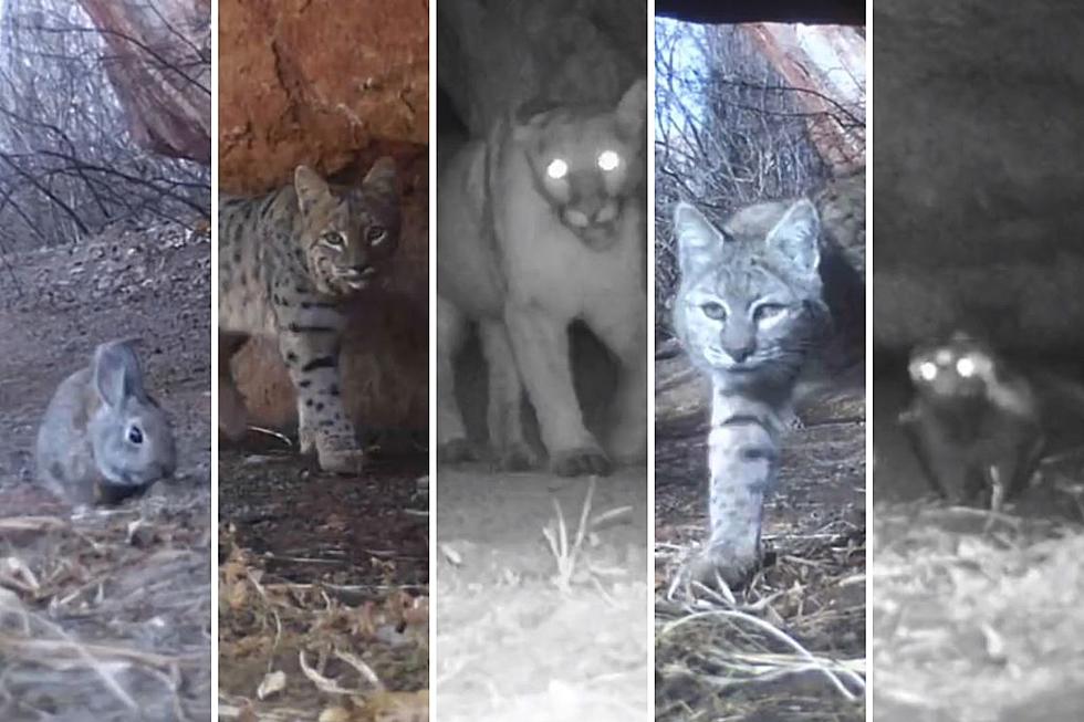 Stunning Wildlife Captured on Camera in Colorado State Park