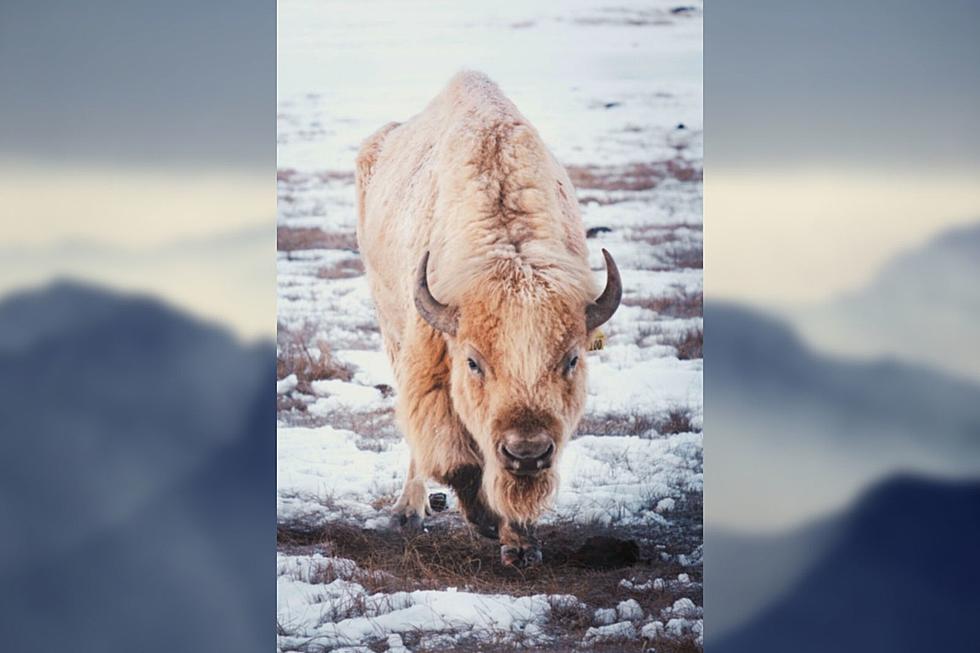 It’s Good Luck to See a Rare White Bison in Colorado