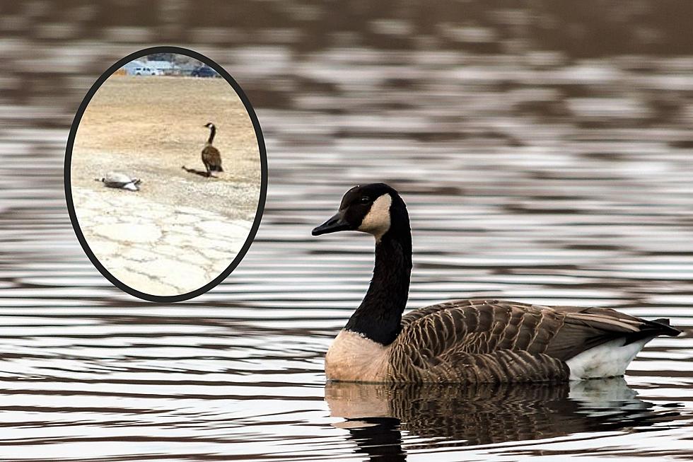 Goose Killed by Car in Fort Collins: Why This Is Illegal + What to Do
