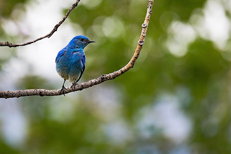 Bluebirds Will Soon Be Making Their Way Back to Colorado