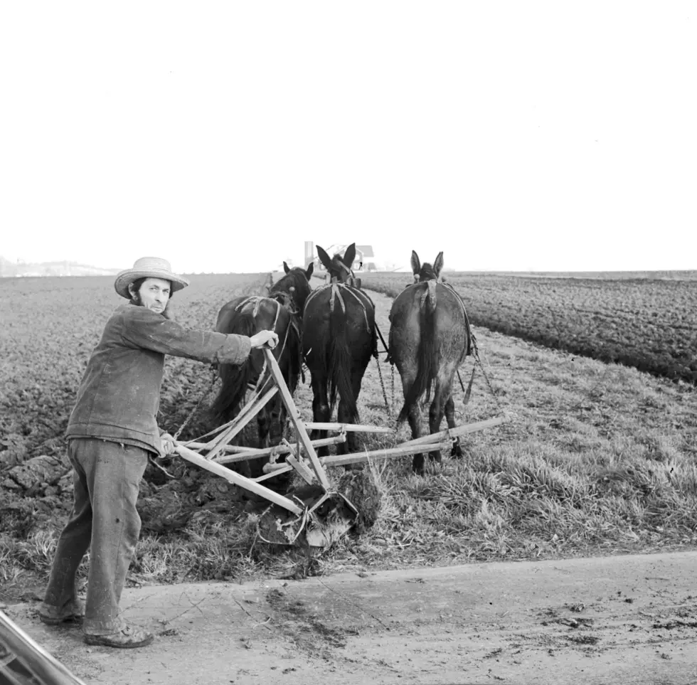 Amish Ploughing
