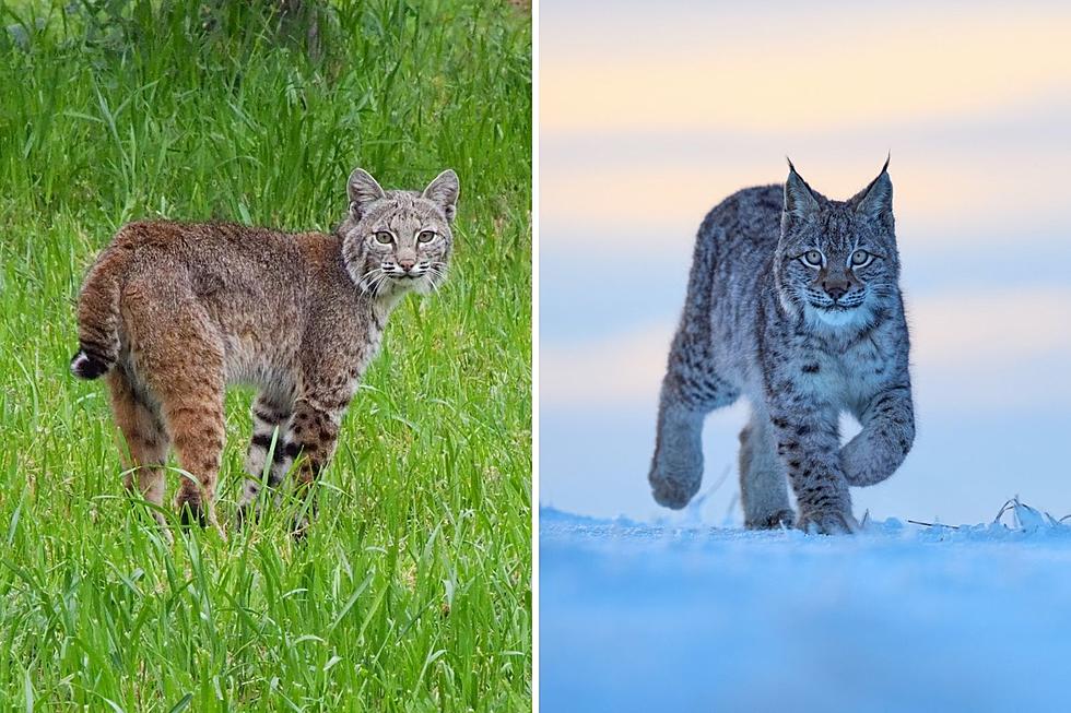 Colorado Resident Spots Big Cat in Yard: Is It a Bobcat or a Lynx?