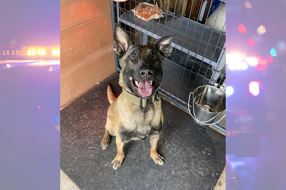 The Larimer County Sheriff&#8217;s Office Just Welcomed an Adorable New Team Member