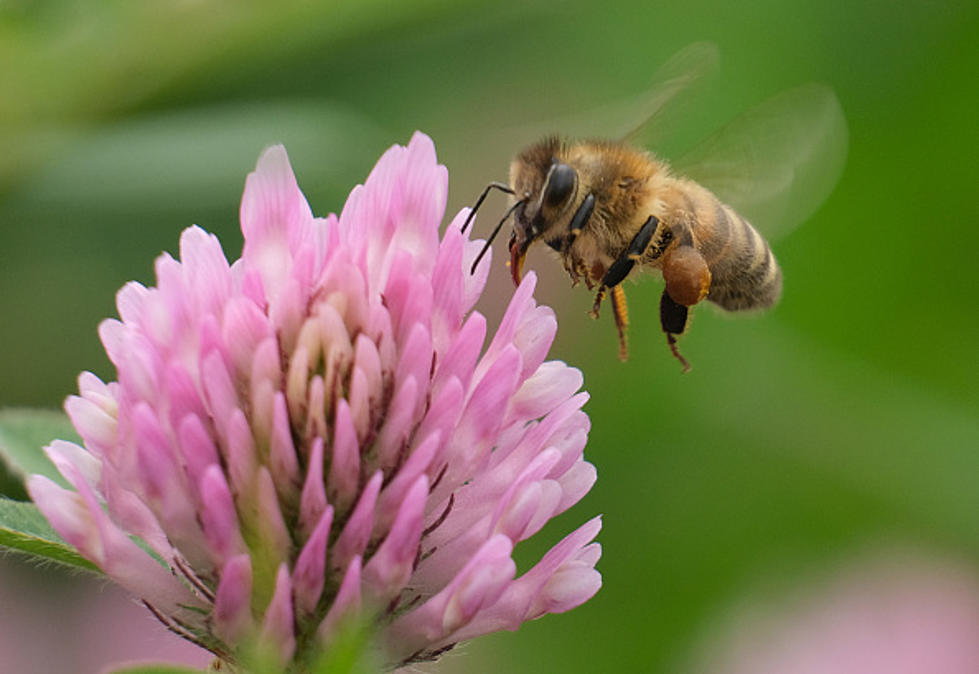 Join Pollinator Habitat Group&#8217;s Earth Week Celebration at Fossil Creek Park