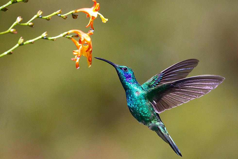 Use This Interactive Map to Track Hummingbirds Across Colorado