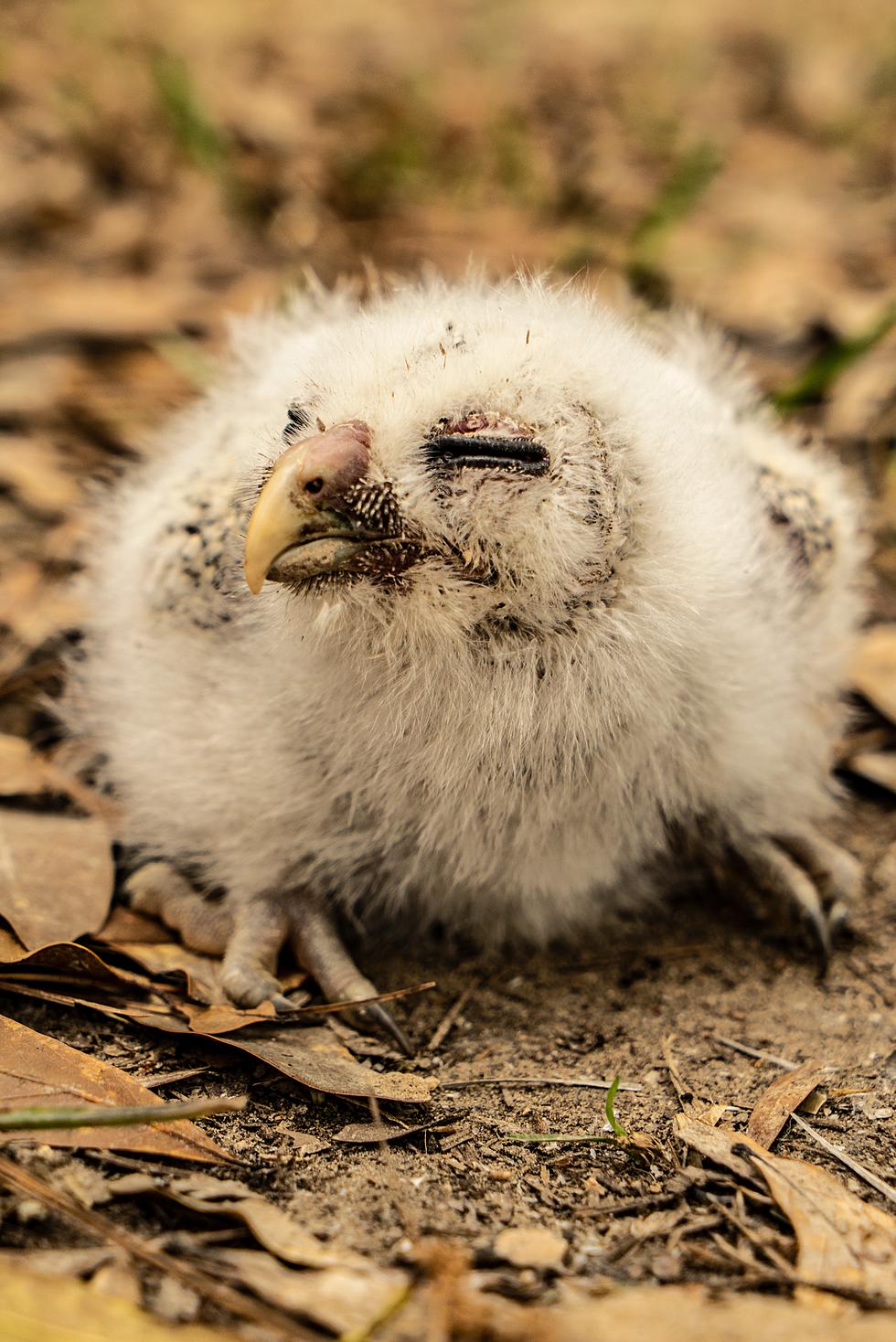 Adorable Baby Owls Rescued from Fort Collins Natural Area