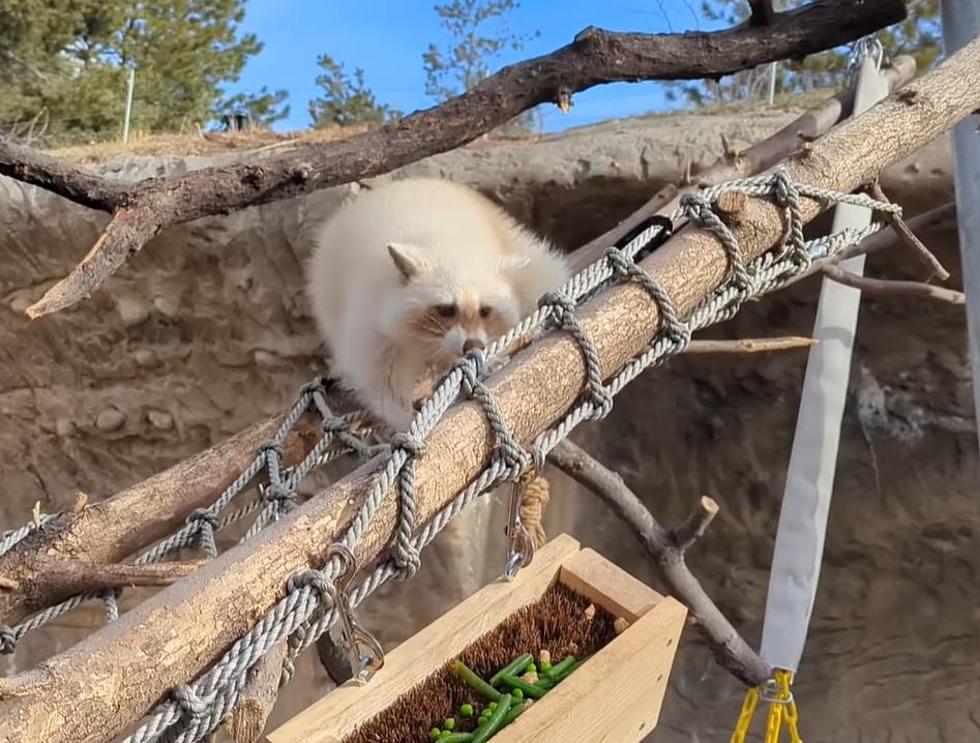 Two Rescued Raccoons Move into Colorado&#8217;s Denver Zoo