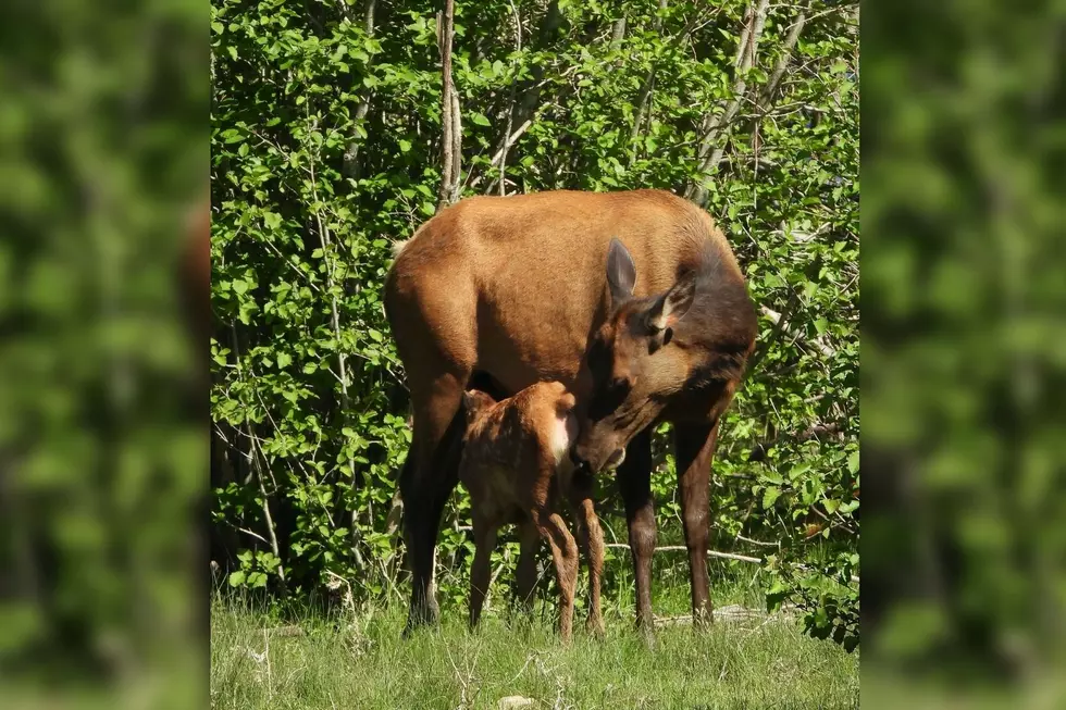 Adorable Baby Animals and Moms in Colorado to Honor of Mother’s Day
