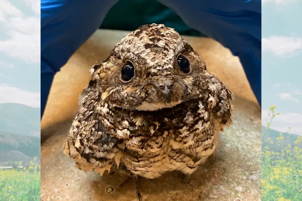 Wildlife Rescuers Just Saved the Most Adorable Colorado Bird