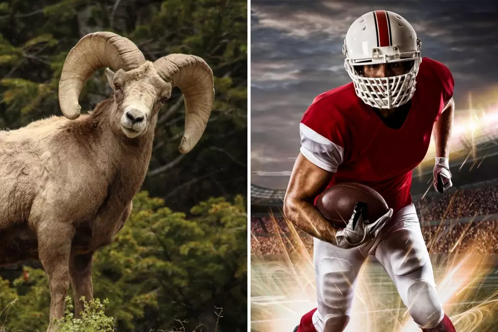 What Do Football Players and Bighorn Sheep Have in Common? More Than You’d Think