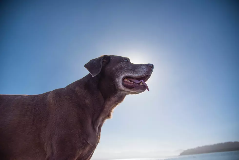 Is It Legal to Bury a Beloved Pet in Your Yard in Colorado?