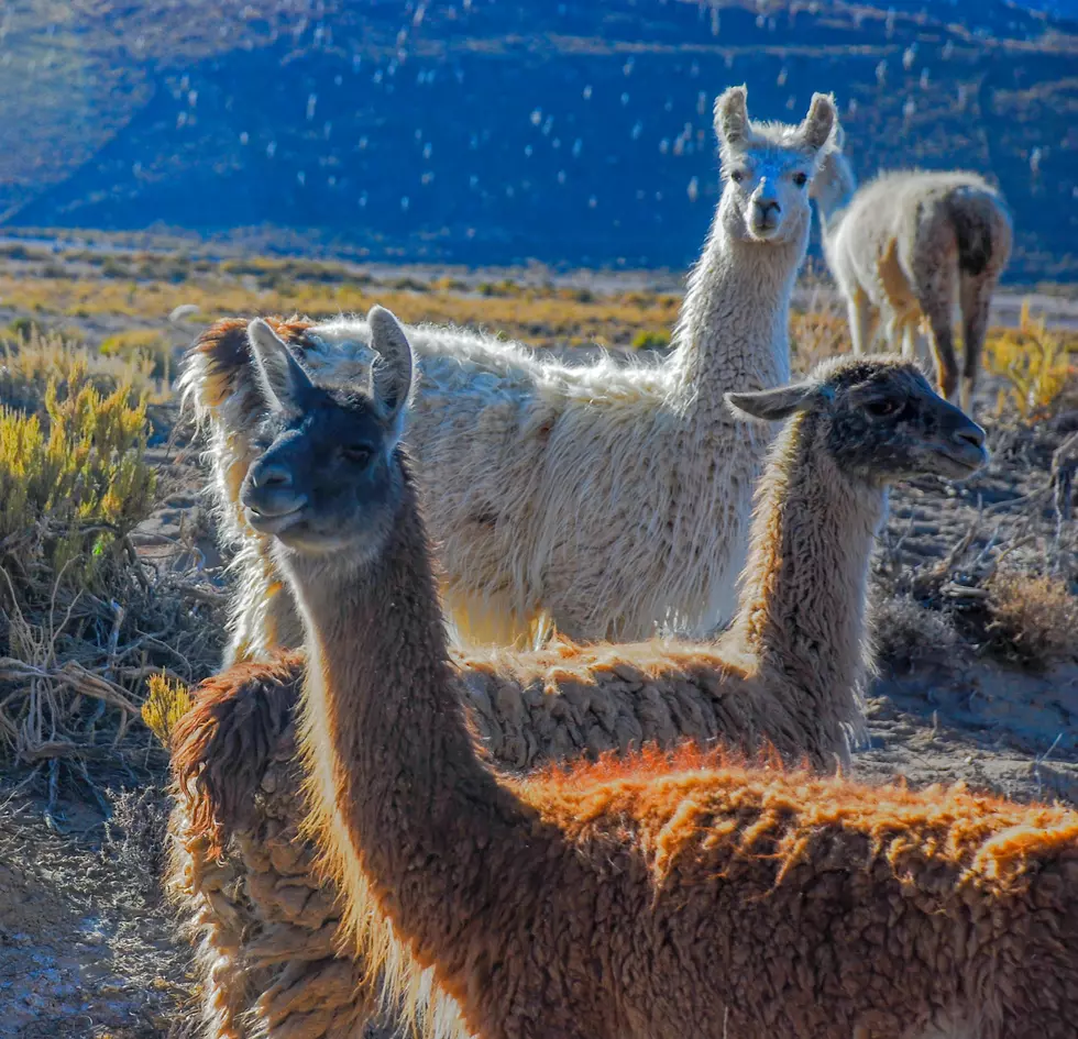 How Llamas are Used to Help Out at Fort Collins Natural Areas