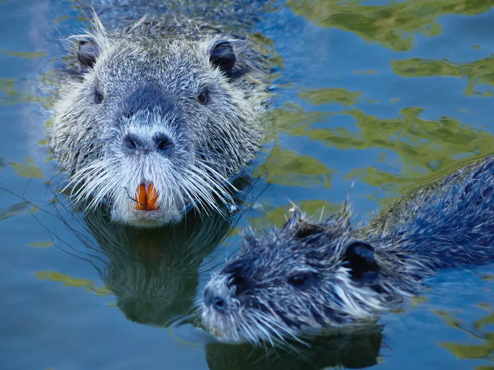 Do You Know Why These Colorado Animals Have Different Colored Teeth?