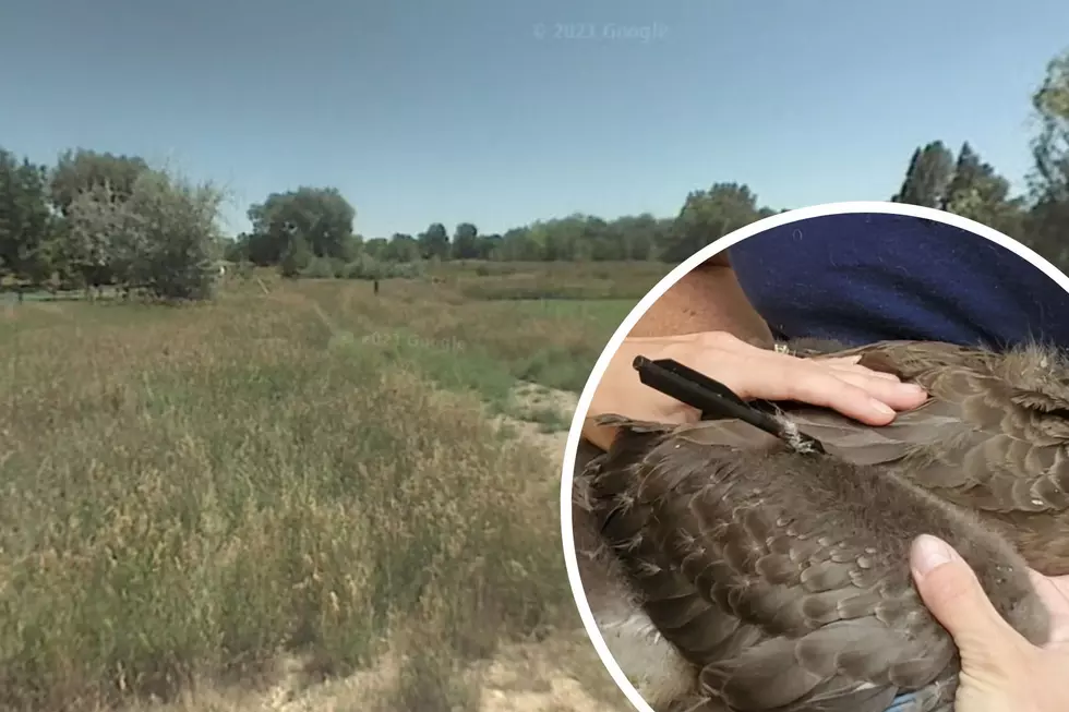 Gosling Suffering Crossbow Injury Rescued in Fort Collins