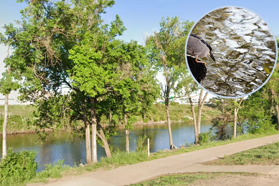 No, That Wasn&#8217;t a Penguin Hanging Out By the South Platte River