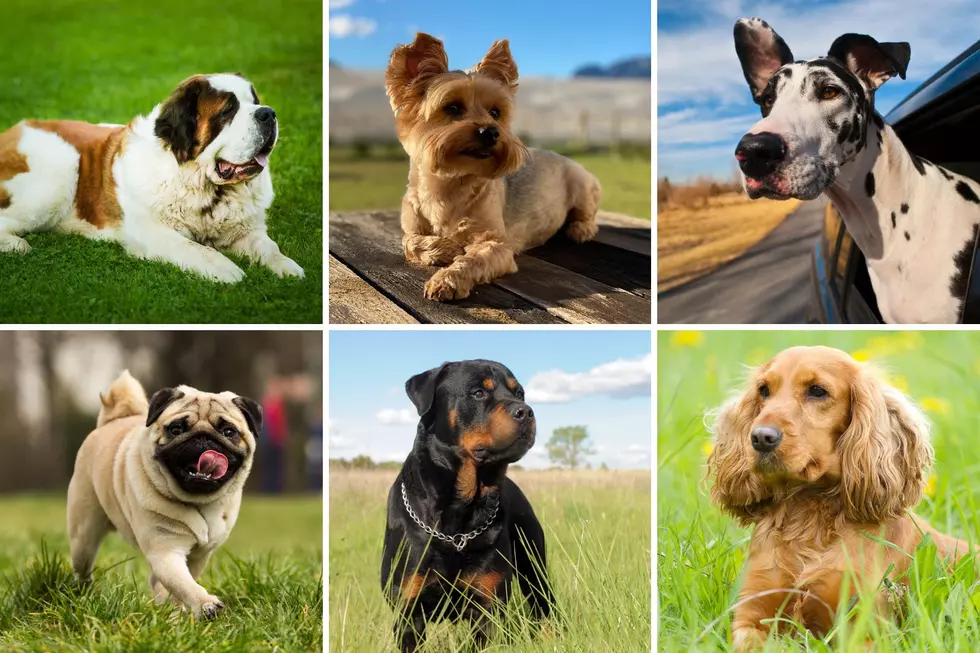 how to find a certain dog breed