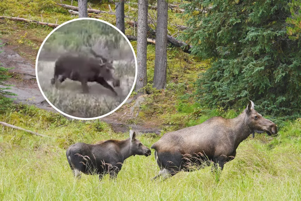 Colorado Moose Charges Woman for Getting Too Close to Calf