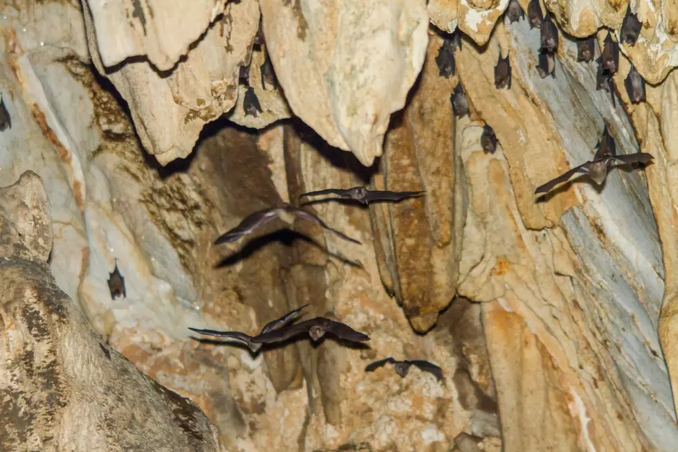 Watch Hundreds of Bats Fly From a Former Colorado Mine Shaft