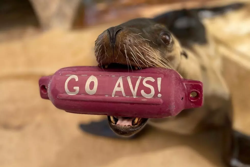 Denver Zoo Celebrates Colorado Avalanche Win in the Most Awesome Way