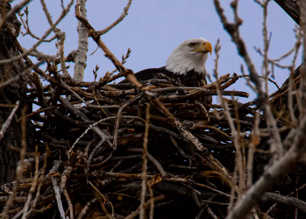 Injured 20-Pound Bald Eagle Rescued From Tree in Berthoud