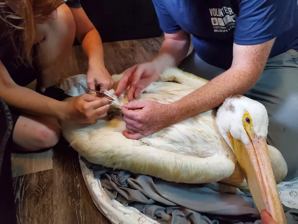 Northern Colorado Wildlife Center // Facebook