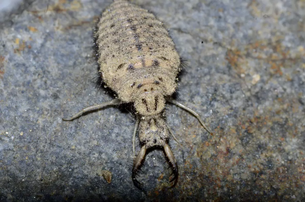 Have You Ever Seen One of These Creepy Looking Bugs in Colorado?