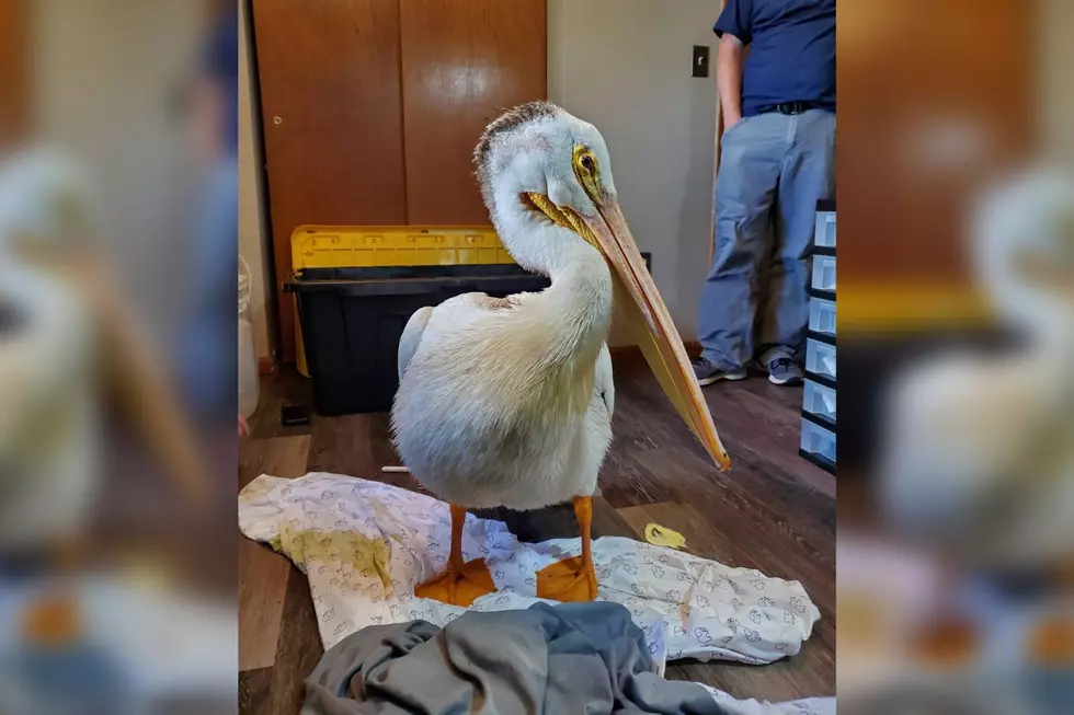 Northern Colorado Wildlife Center // Facebook