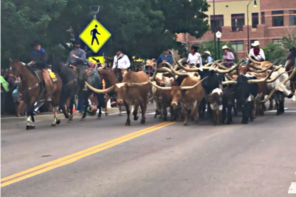 Western Welcome: Why Cattle Annually Parade Down This CO Street