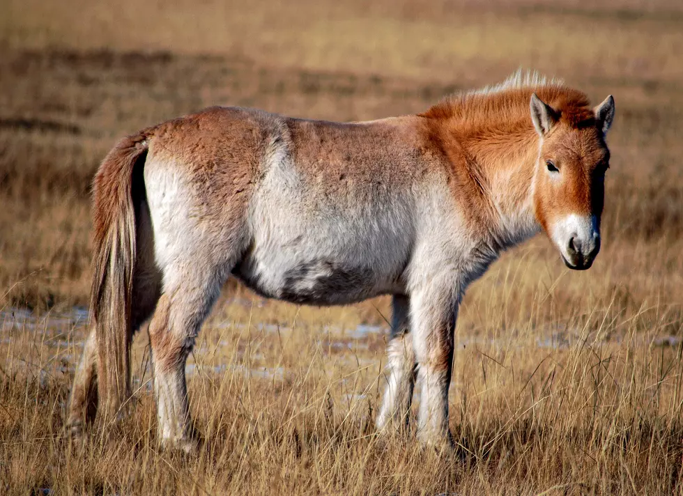 Colorado Zoo is Helping the Comeback of This Endangered Species