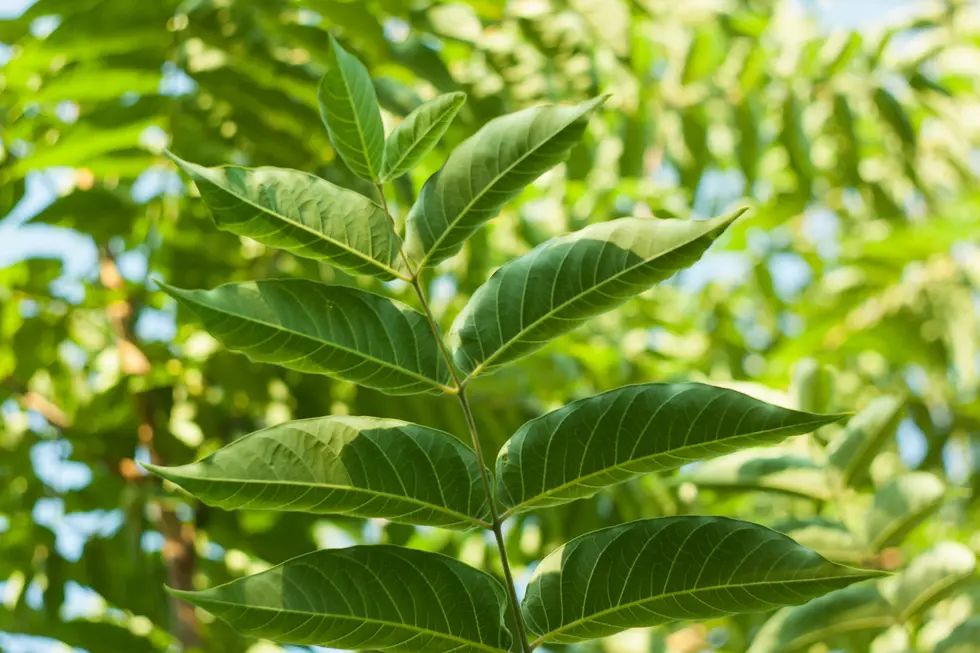 Don&#8217;t Let the Name Trick You, This Plant is Unwanted in Colorado