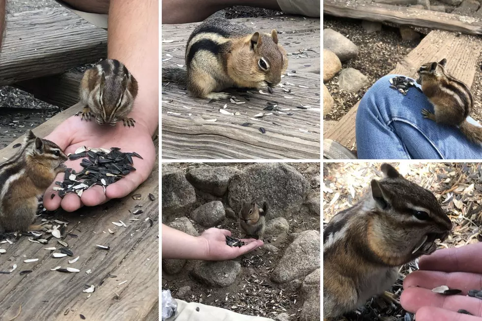 The chipmunks and ground squirrels of St. Elmo. Courtesy of Emily Mashak // TSM.