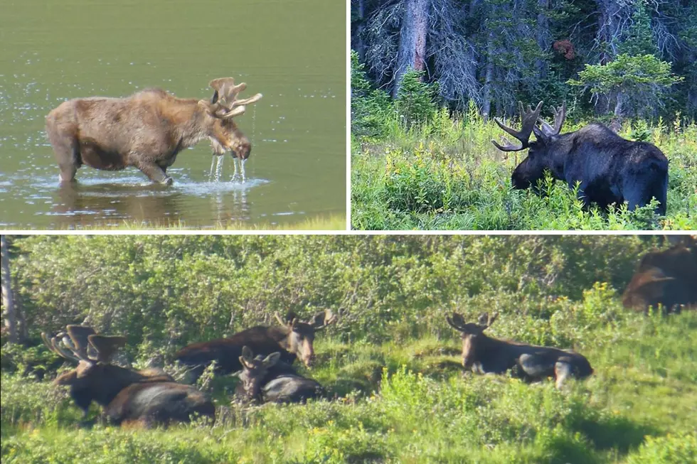 Colorado Has One Of the Fastest Growing Moose Populations in U.S.