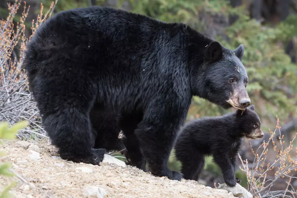 One Injured, Bear + Cub Euthanized After Animal Attack in Colorado