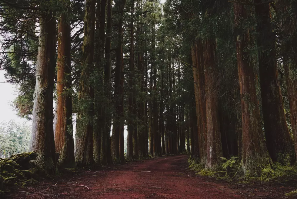 Did You Know Colorado Used to Have Its Own Redwood Forest?