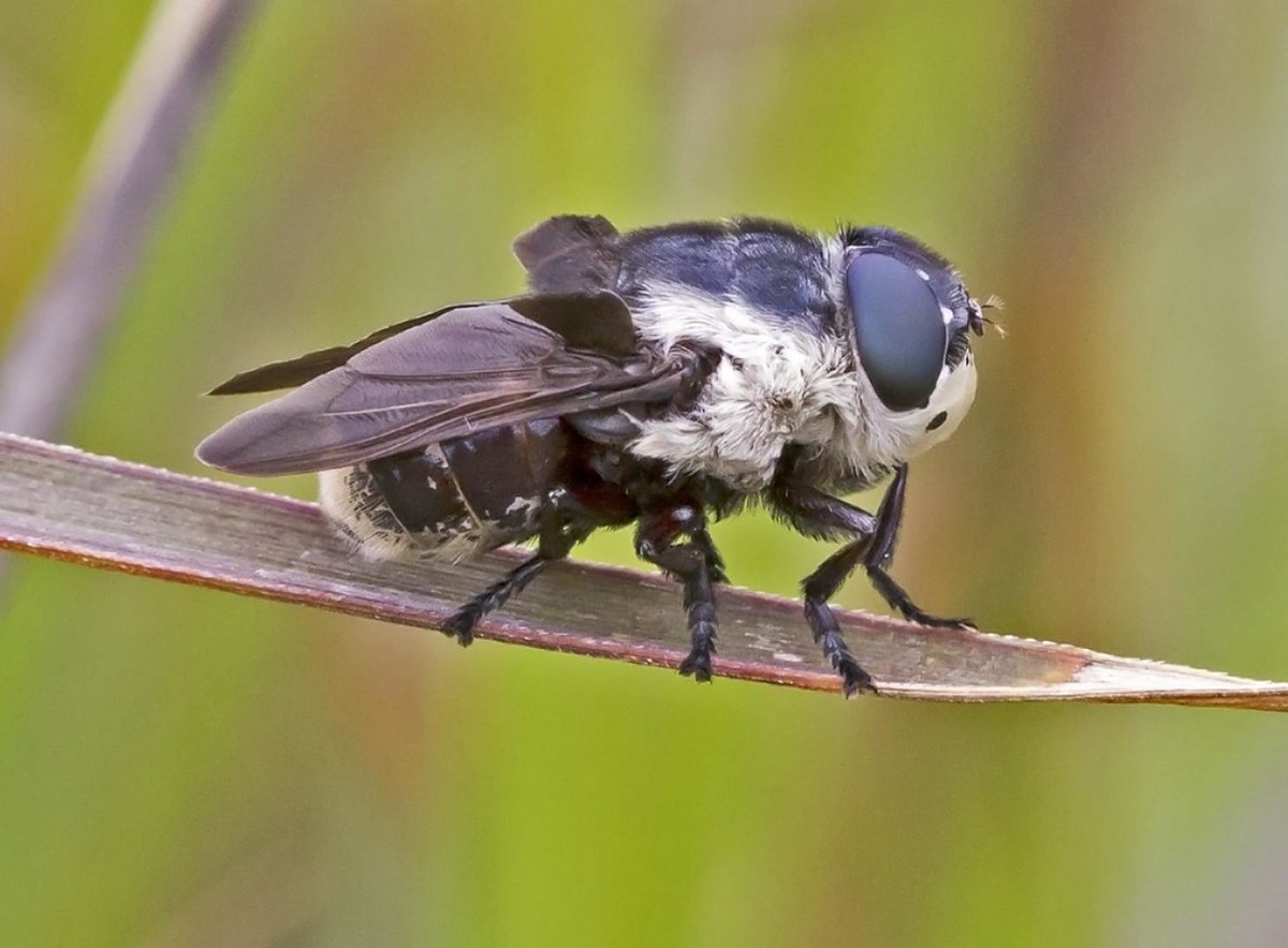 How to Protect Yourself and Your Pets From Bot Flies in Colorado